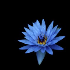 blue flower hd 1280x1280 wallpaper