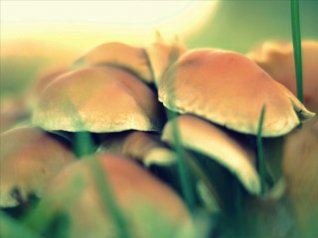 <b>Mushroom blackberry backgrounds wallpaper</b>