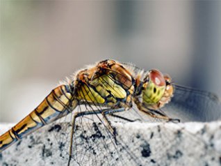 <b>Macro Dragonfly On The Rock</b>