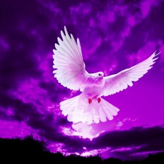 <b>Pigeon Flying In Purple Sky</b>