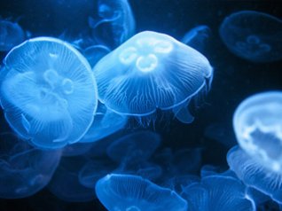 <b>Jellyfish wallpaper</b>