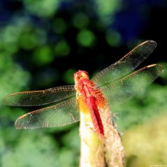 <b>Dragonfly 1440x1440 passport wallpaper</b>