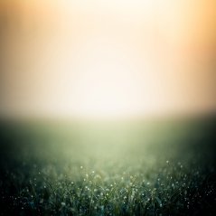 <b>GRASS WALLPAPER</b>