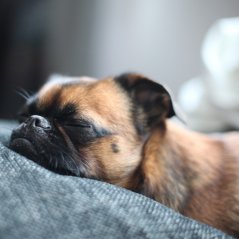 <b>Sleeping Puppy Dog 1440x1440 wallpapers</b>