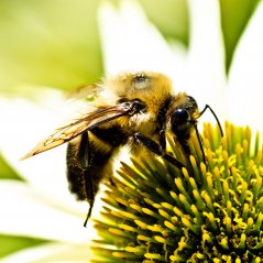 <b>Nature Hard Bee On Flower passport wallpaper</b>