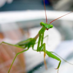 <b>Cute Nature Green Mantis 1440x1440 wallpaper</b>