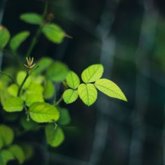 <b>Green Leaves Close Up Passport wallpaper</b>