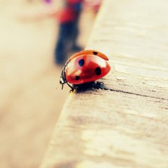 <b>Pure Cute Ladybug Beside Wood Passport wallpaper</b>