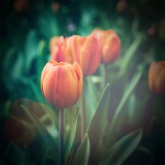 <b>Flower Tulip Green Vignette Love Nature wallpaper</b>