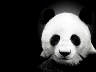 <b>HD Panda wallpaper</b>