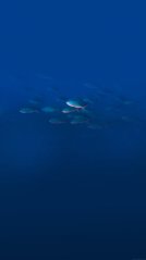 <b>Fish 1440x2560 hd wallpaper for priv</b>