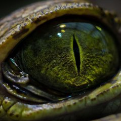 Crocodile eye for q20,q5, z10 wallpaper