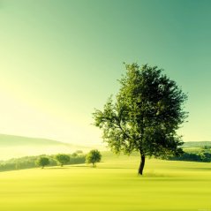 <b>Nature Lonely Tree Plain Field 1440x1440 wallpape</b>