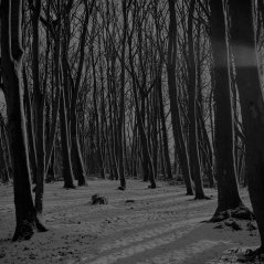 <b>cold winter forest FOR blackberry PP wallpaper</b>