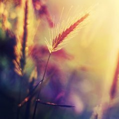 <b>Sunset Reed HD wallpaper</b>