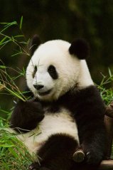<b>Cute Panda for blackberry KEYone wallpaper</b>