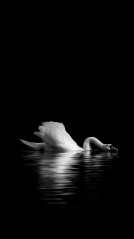 <b>White Swan wallpaper</b>