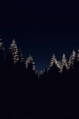 <b>Night Tree FOR blackberry KEYone wallpapers</b>