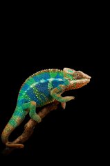 <b>Chameleon wallpaper for blackberry keyone</b>